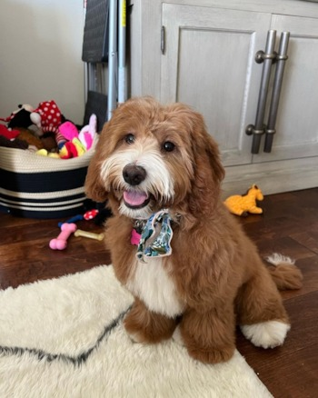 Mini Goldendoodle Puppy For Sale - Fairfield Furbabies